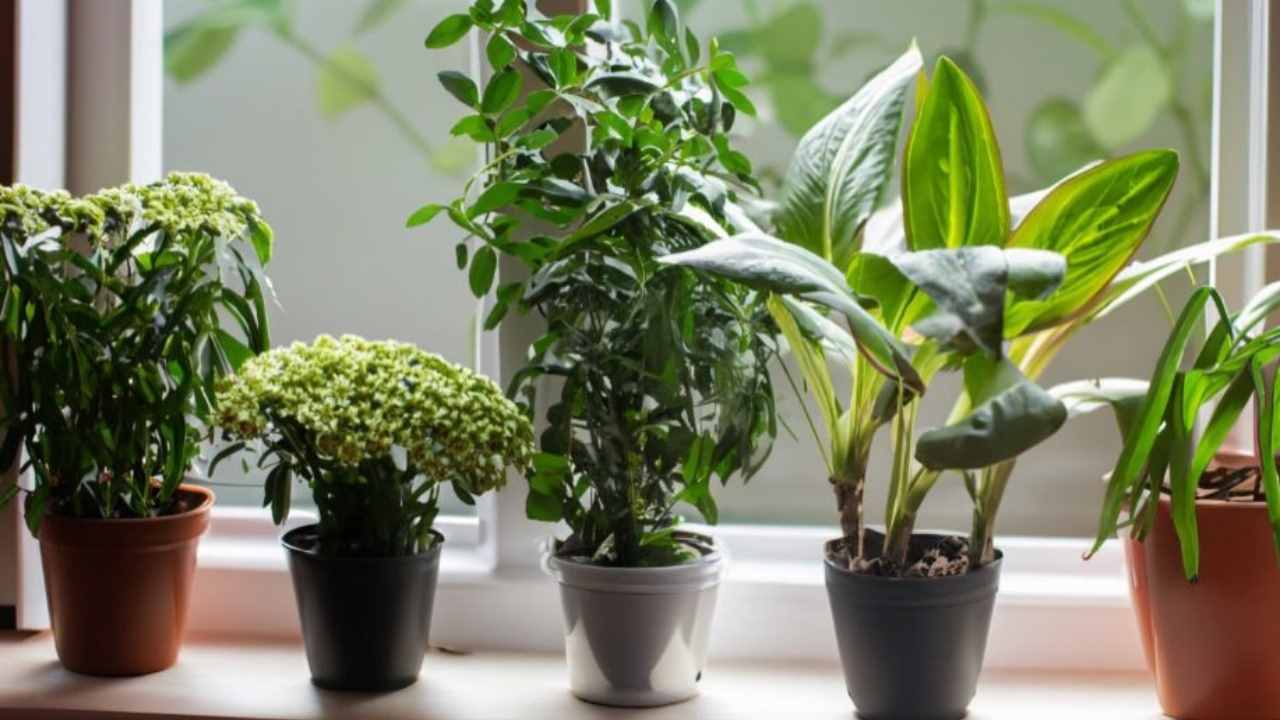Le piante da appartamento più resistenti