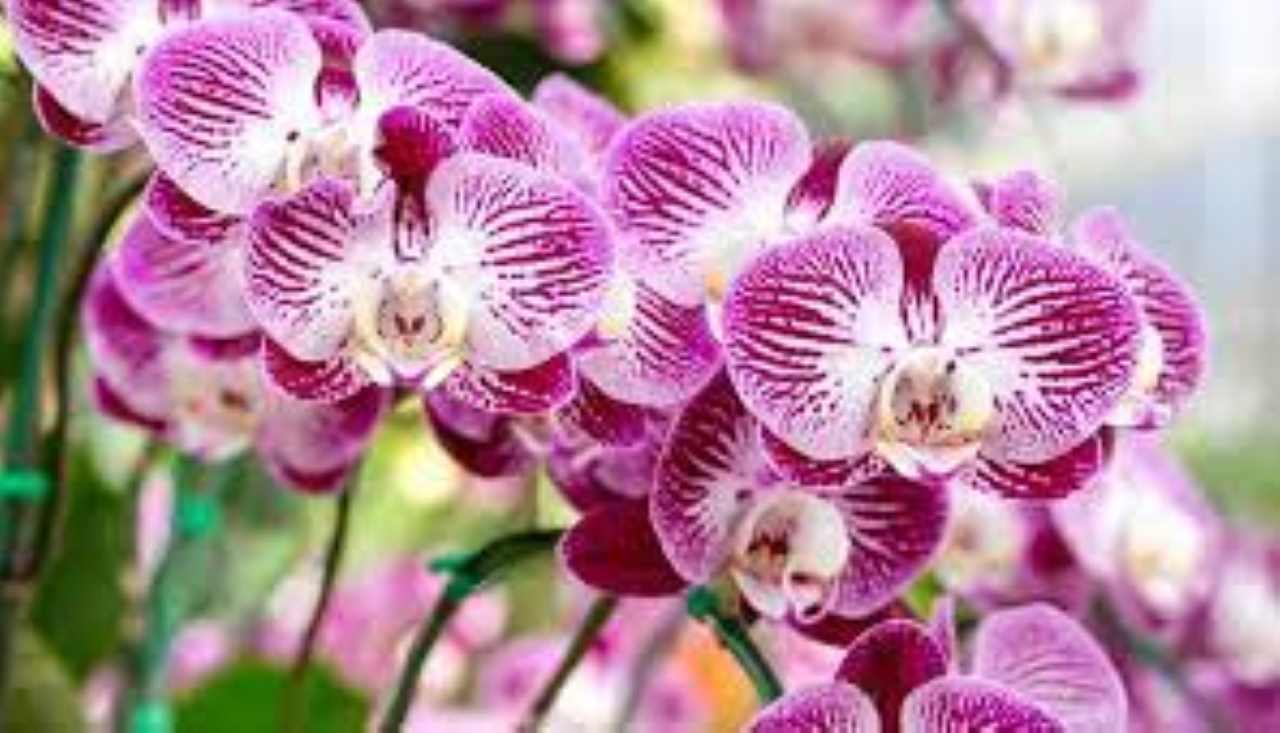 Prendersi cura delle orchidee